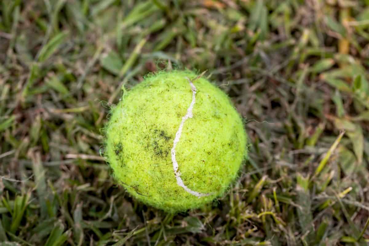 Dirty Yellow Tennis Ball